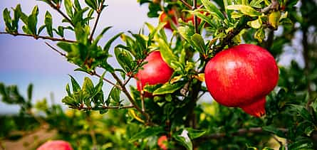 Foto 2 Descubra los jardines más emblemáticos de Corfú