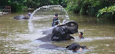 Photo 2 Elephant Sanctuary Tour