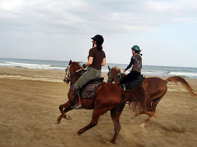 Horse Riding in Oman