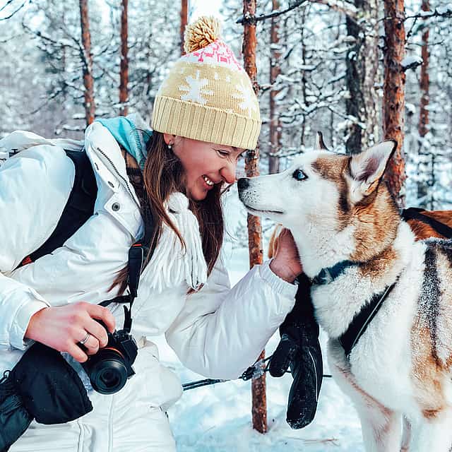 30-minute Husky Safari and Farm Visit in Pyha and Luosto Area