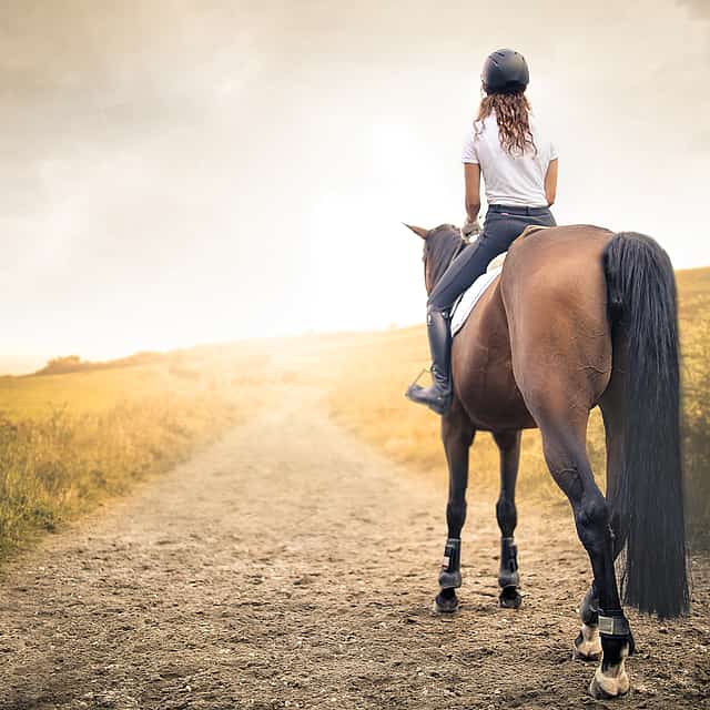 Horse Riding Madeira Tour for Beginners