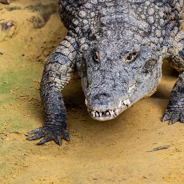 Excursión al Parque de los Cocodrilos desde Agadir