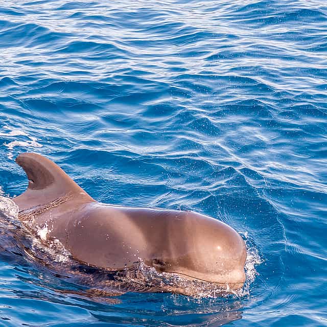 Tenerife: Premium All Inclusive Whale and Dolphin Watching Experience