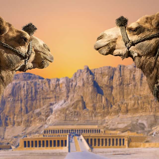 Paseo en camello por Luxor