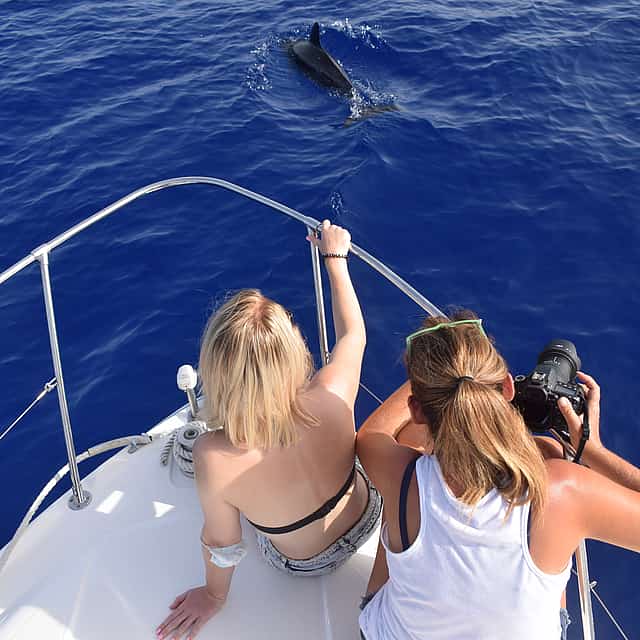 Private Whale and Dolphin Watching Cruise