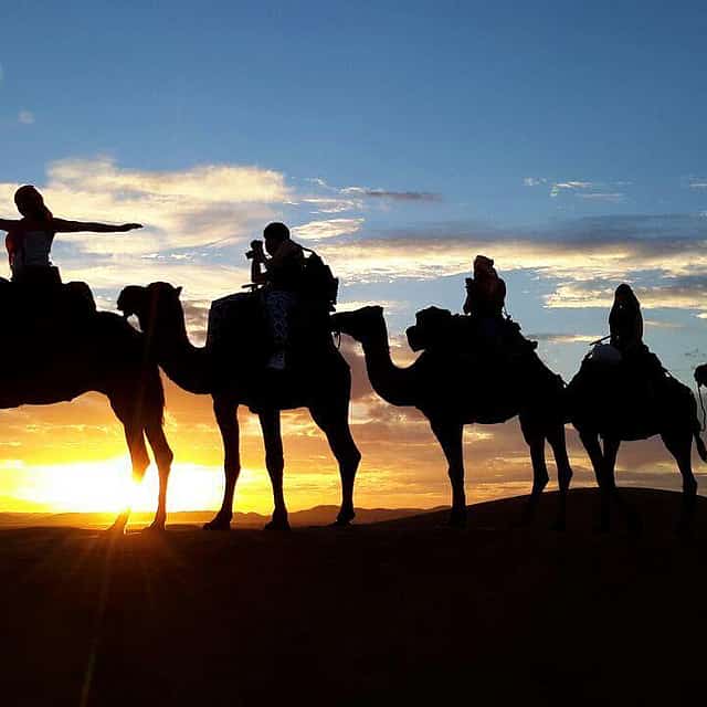 Sunset Camel Ride in Palmeraie