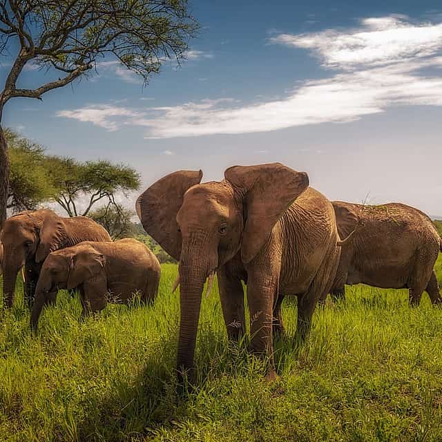 Excursión de día completo al Parque Nacional de Tarangire