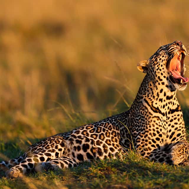 Early Morning Safari at Aquila Game Reserve with Optional Transfer from Cape Town