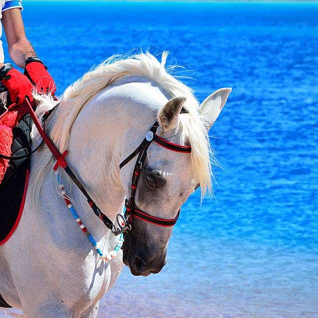 Safari de aventura a caballo en Sharm El Sheij