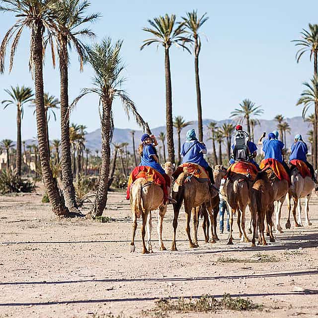 Paseo en camello por el palmeral