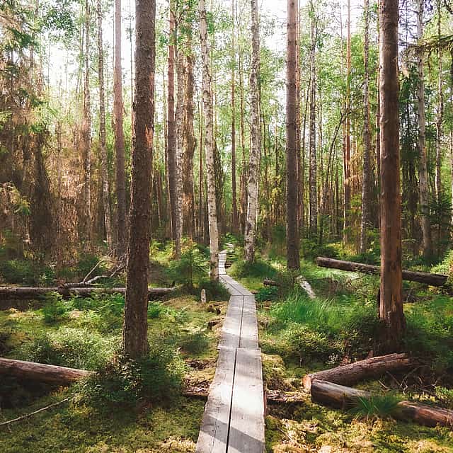 Helsinki's Best-kept Secret. Magical Taiga Forest Hike