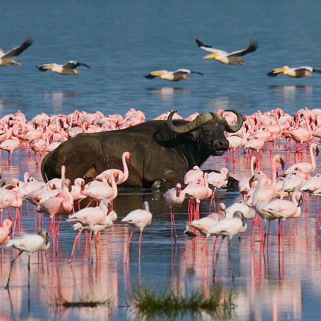 Lake Nakuru Day Trip From Nairobi