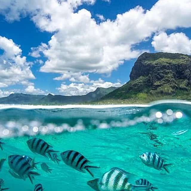 Crociera in catamarano all'Ile Aux Bénitiers: Osservazione dei delfini e roccia di cristallo
