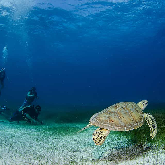 Papagayo Bay Diving