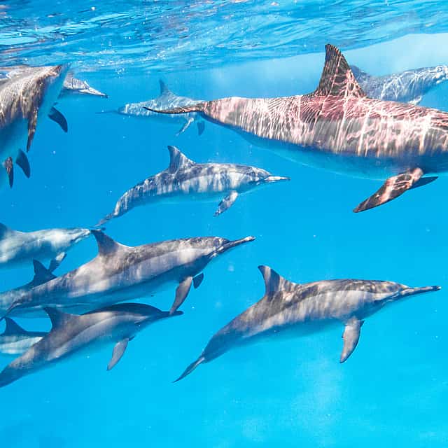 Nado con delfines y excursión de snorkel desde Marsa Alam