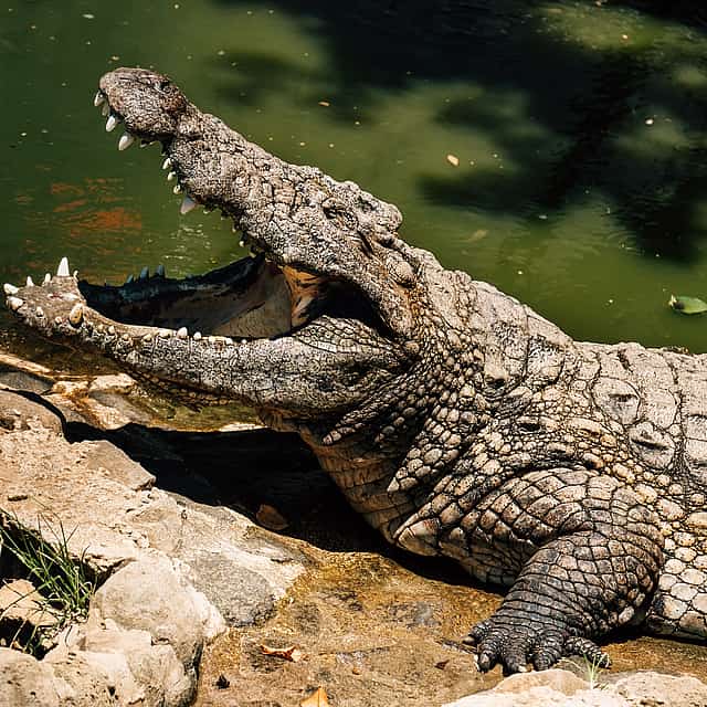 Excursión de un día a Mystic South con visita al Parque de Cocodrilos