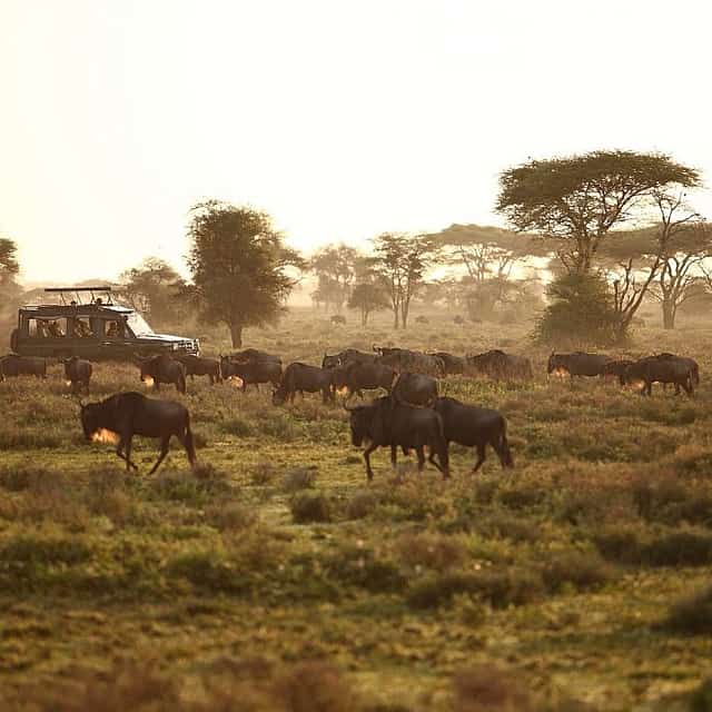Safari de 4 días a la espectacular migración del Serengeti