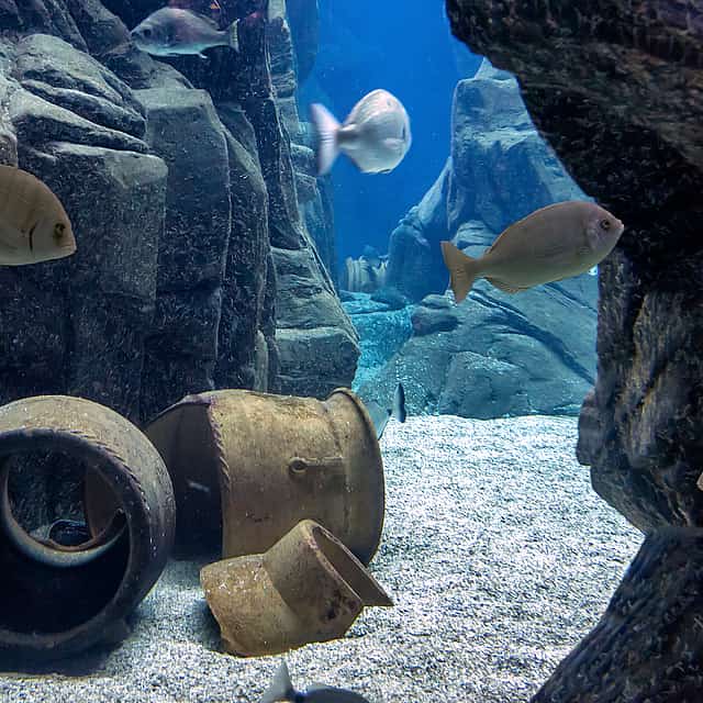 Excursión a Heraklion con el Cretaquarium