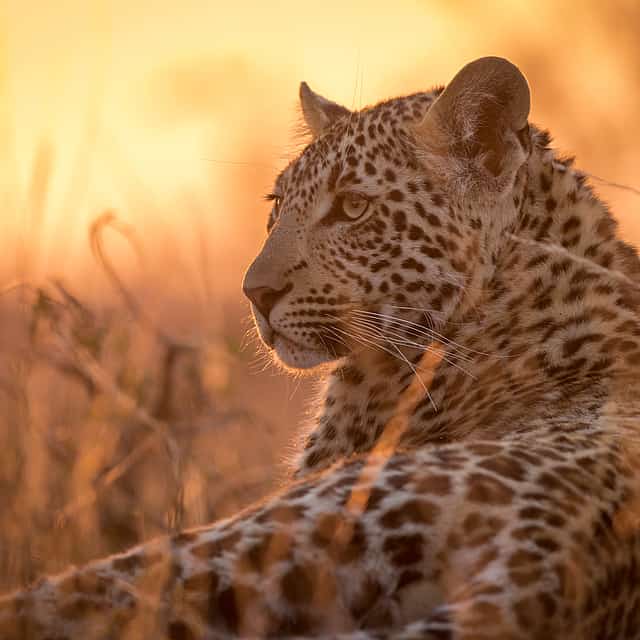 Half-day Afternoon Safari at Aquila Game Reserve from Cape Town