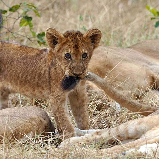 2-Day Tour to Selous Game Reserve Safari from Zanzibar or Dar es salaam