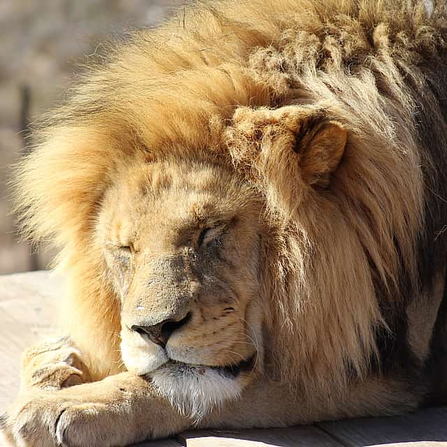 For Couples: Private Sunset Safari at Aquila Game Reserve
