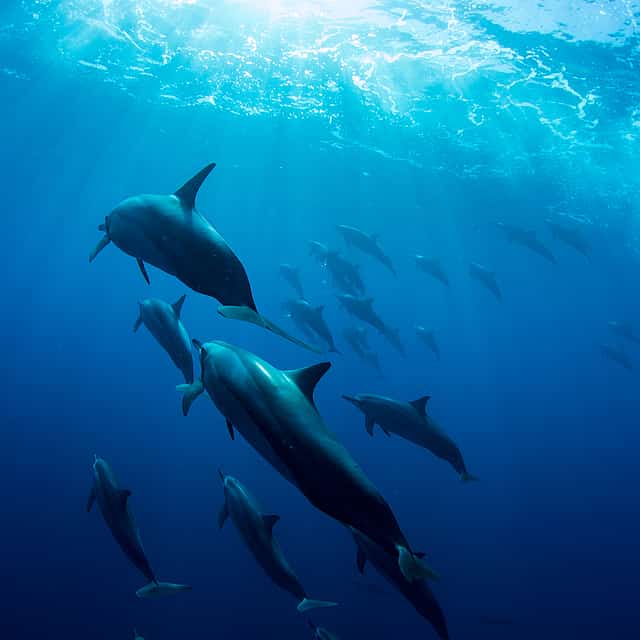 Swimming with Dolphins in the Ocean