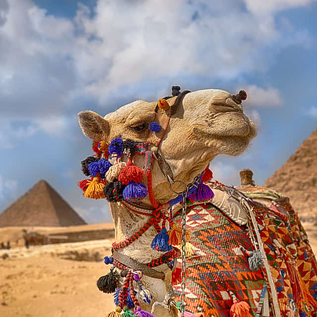 Camel Ride Tour around the Pyramids