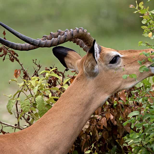 Excursión de un día al Parque Nacional de Selous desde Zanzíbar o Dar es Salaam