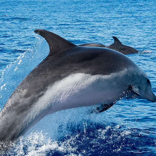 Avistamiento de delfines y safari en jeep