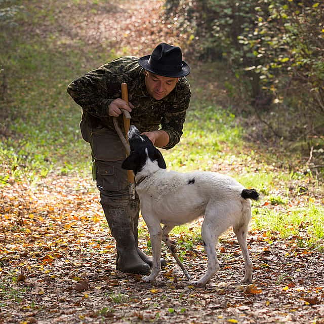 Caça à Trufa no Piemonte. Passeio a pé