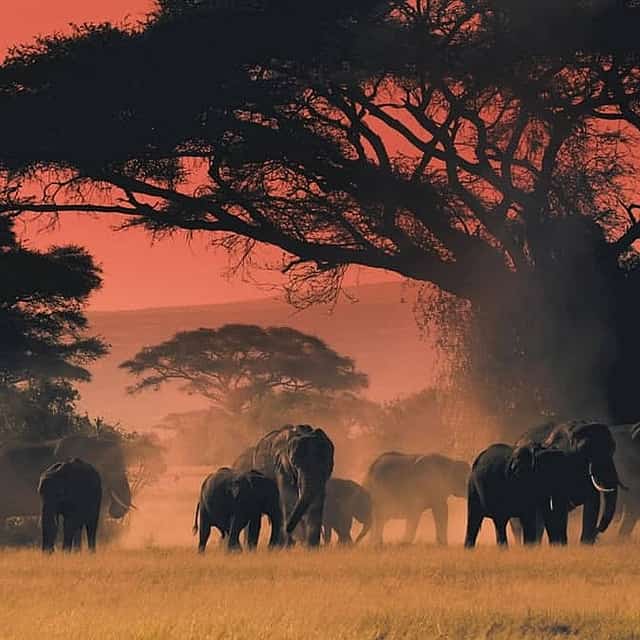 Safari Nocturno Privado South Luangwa
