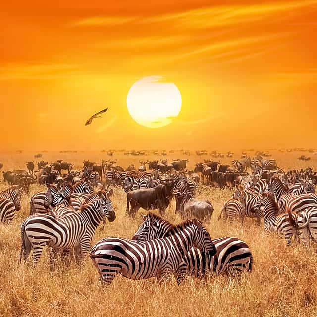 Safari de una noche en la reserva de caza Aquila desde Ciudad del Cabo