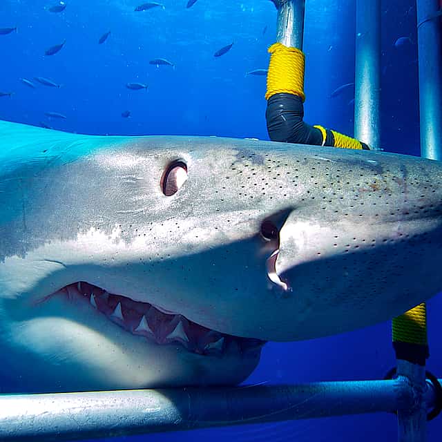 Shark Cage Diving