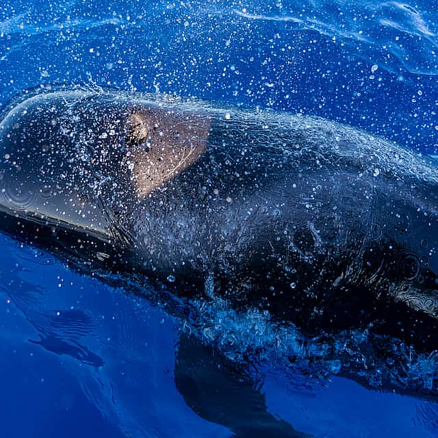 Tenerife: Experiencia de lujo Opera 60 de avistamiento de ballenas y delfines