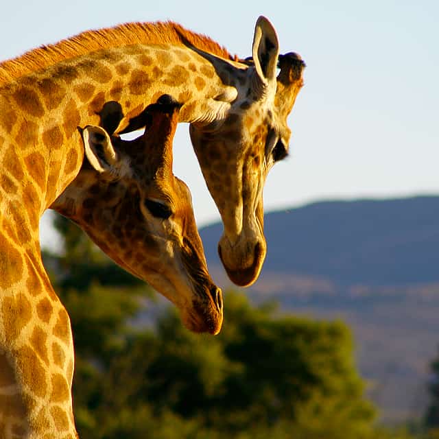 Inverdorn Game Reserve: Private 2-day Safari with Luxury Ambassador Suite Overnight