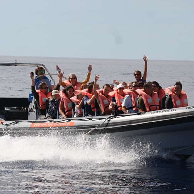 Excursión en barco para avistar ballenas y delfines