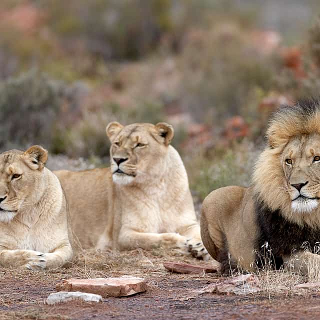 Early Morning Safari at Aquila Game Reserve
