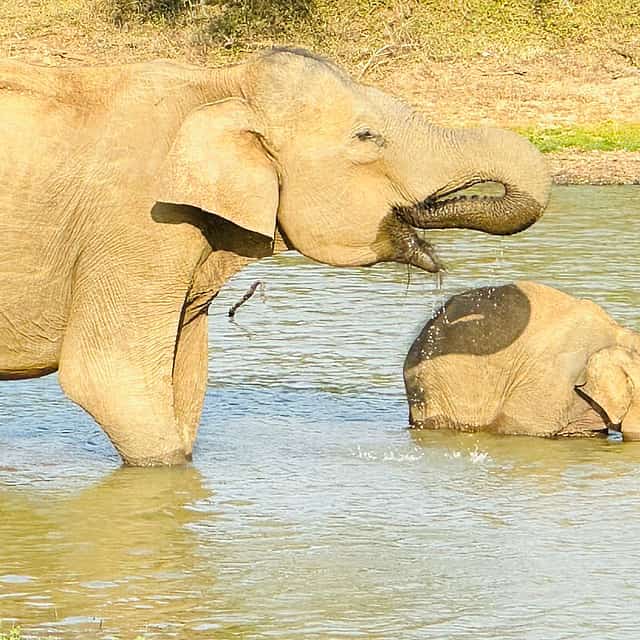 One Day Tour to Yala Wildlife Safari