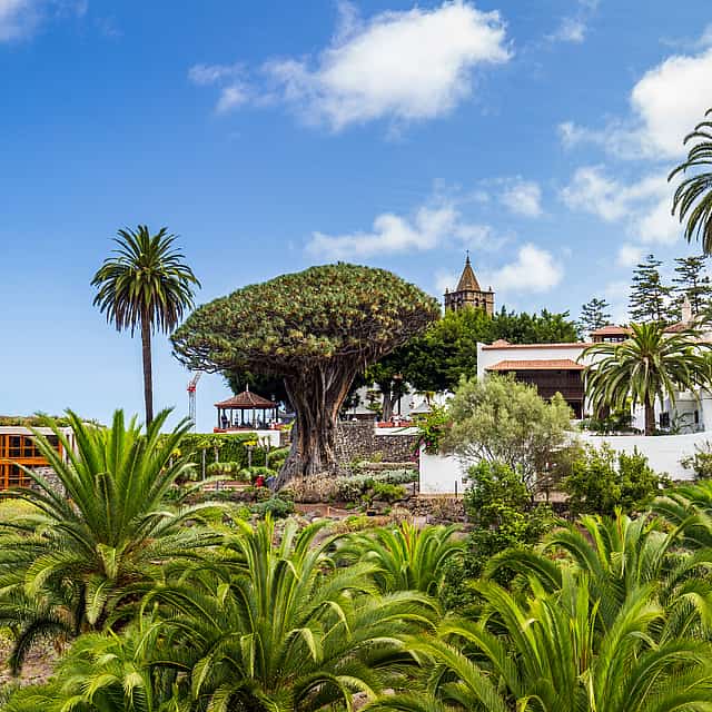 Private Excursion to Masca, Garachico, Icod in Tenerife