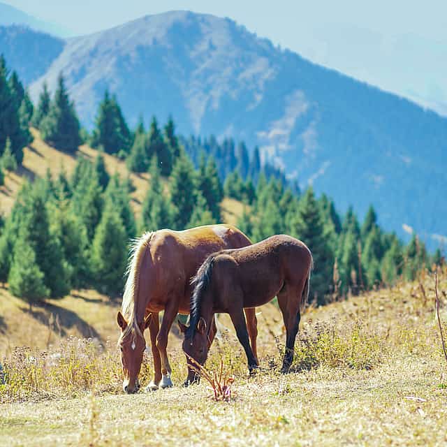 Excursión a caballo de un día a Alma - Garganta de Arasan