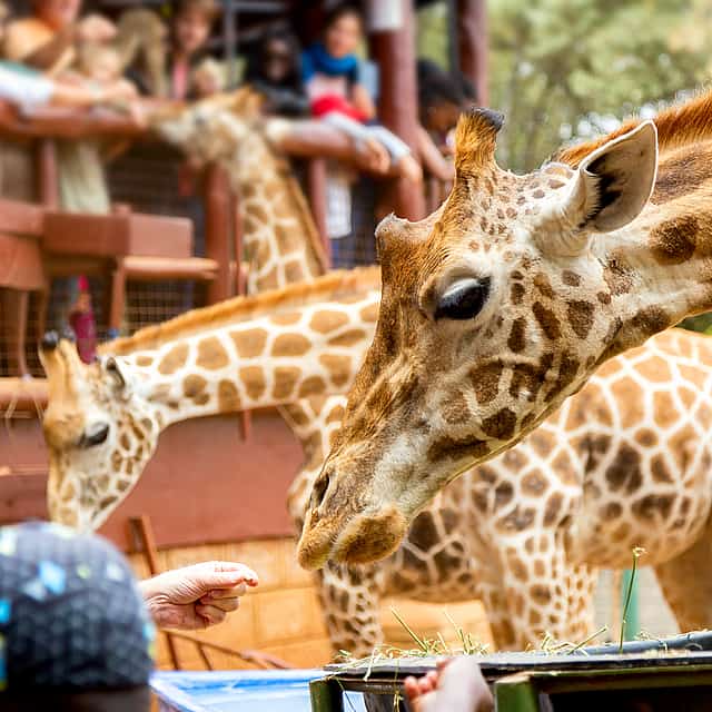 Giraffe Centre, Elephant Orphanage, and Bomas of Kenya Day Tour from Nairobi