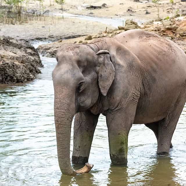 Khao Sok River Rafting with Elephant Sanctuary and Lunch