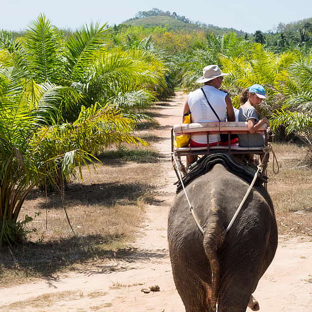 Phuket: Jangle Safari with Bamboo Rafting and Elephant Riding