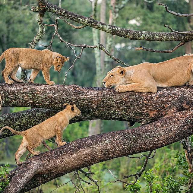 Excursión de día completo al Parque Nacional del Lago Manyara