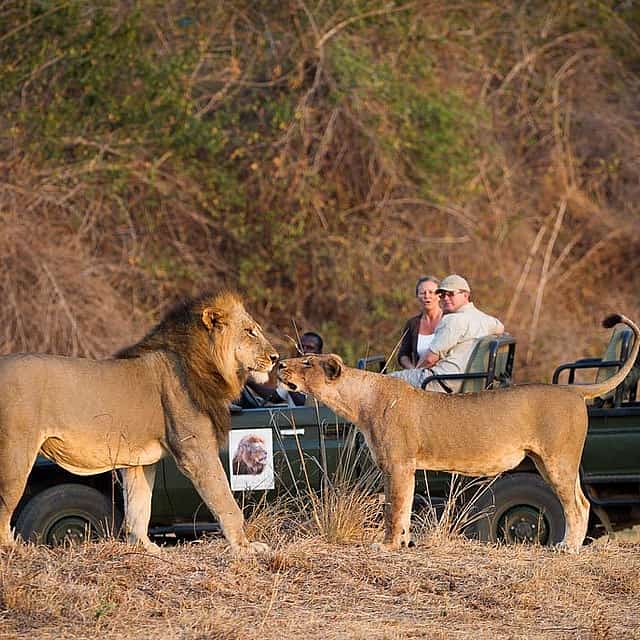 Excursão privada de dia inteiro ao Sul de Luangwa