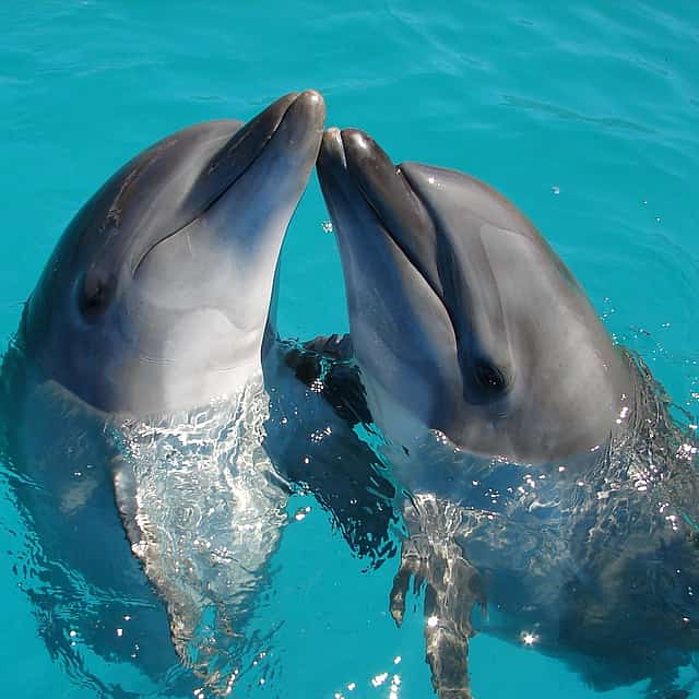 Excursión en barco para avistar delfines en Sesimbra con cata de vinos