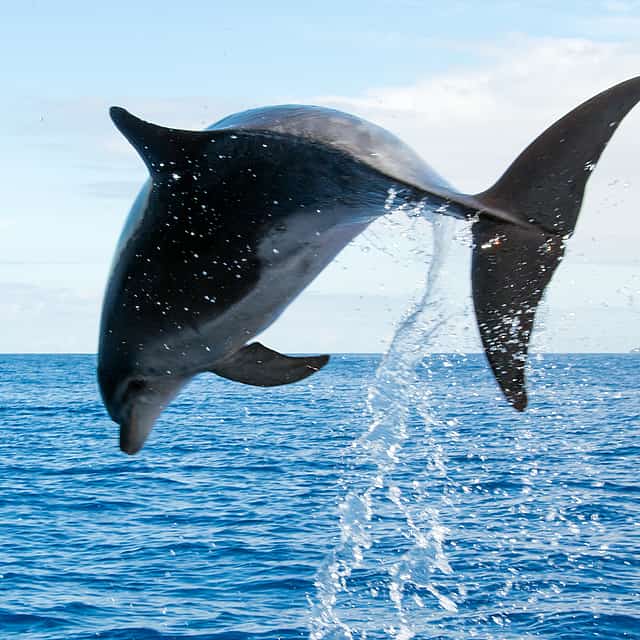 Sailing Trip for Dolphin and Whale Watching