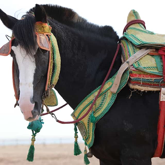 Paseo a caballo en Agadir
