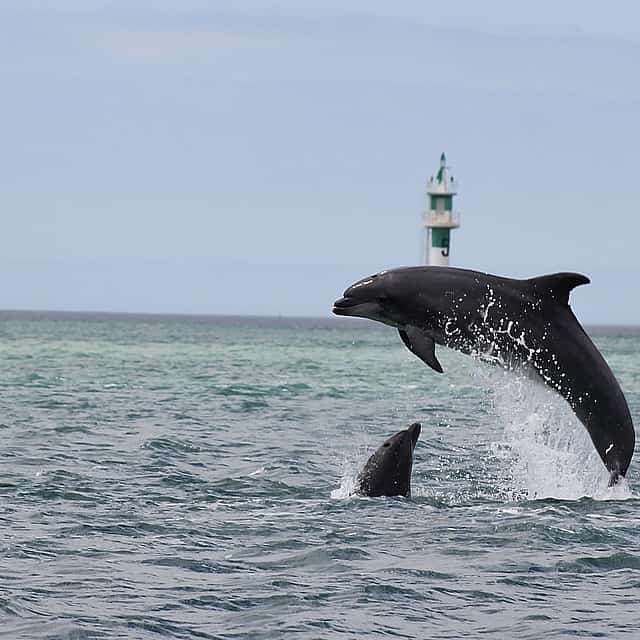 Observación de delfines desde Lisboa
