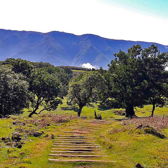 Fanal and Assobiadores Full-day Walking Tour